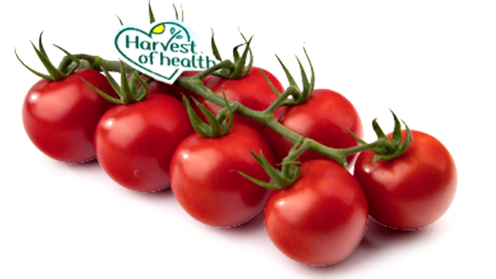 harvest of health tomaat